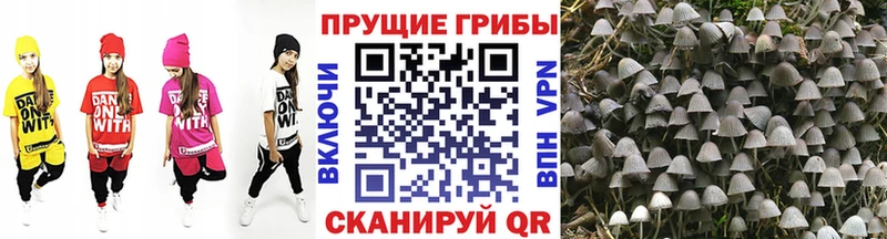 Псилоцибиновые грибы Psilocybe купить наркотики цена Ак-Довурак